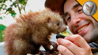 Tiny Porcupine LOVES Treats!