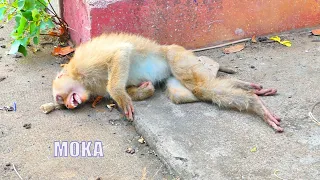 Soft Monkey MOKA Always Falls Hard To Sitting ,She Wanna sleeping ||Cameraman Pick Up Her