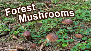 Mushroom Foraging - September 2022 - Cep | Penny Bun | King bolete | Boletus edulis | Funghi Porcini