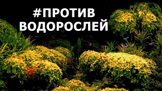 Против водорослей: сайдекс, антибородин, глутаровый альдегид и прочие препараты для аквариума