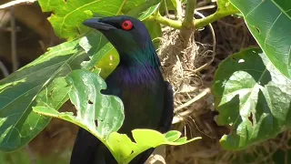 Metallic starling - Aplonis metallica