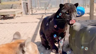 BIG CATS REACT TO BUBBLE GUN?!