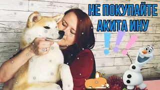 НЕ ПОКУПАЙТЕ АКИТУ! Мое мнение о породе. Плюсы и минусы породы.