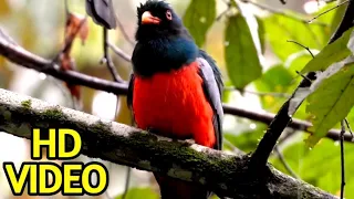 Beautiful Bird In The Wild With Their Beatiful Chirping - Beautiful Sceneries  (1080p_HD)