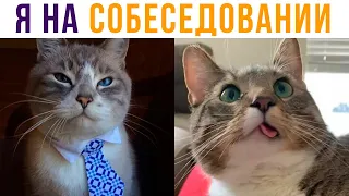 Я НА СОБЕСЕДОВАНИИ))) Приколы с котами | Мемозг #563