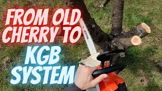 How to prune 30 years old cherry back to KGB system Part 1
