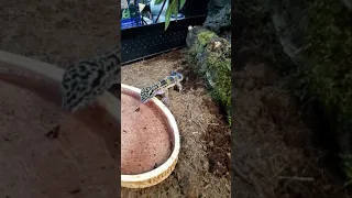 Леопардовый геккон или эублефар