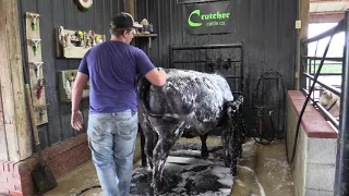 Washing Show Cattle