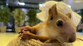 Белка приехала в Краснодар😂#funnyvideo #squirrel #youtubeshorts #funny #shortvideo