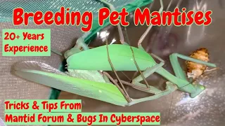 Breeding Praying Mantises #breedingmantises #breedingprayingmantises