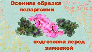 Осенняя обрезка пеларгонии, подготовка перед зимовкой.