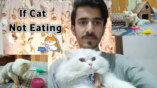 Why Cats not eating anything || Symptoms and Precautions| Rehan & Max