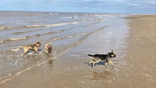 20 Border Terriers Go For a Walk 🐕🐕🐕🐕🐕 #borderterrier #puppy #dog