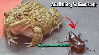 Warning Live Feeding: Asia Bullfrog Tries To Eat​ Giant Beetle.! What will happen?