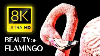 Flamingo - 8K HDR Video - Flamingo Bird Collection With Relaxing Music