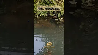 BESAR BANGET !! Monster apa ini Menurut kalian ikan babon apa ini ditarik sampai dibawa nyangkut