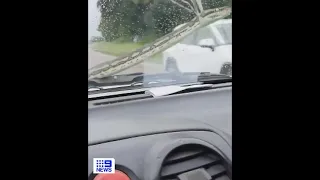 Python Snake on Windshield on Highway in Far North Queensland, Australia