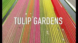 Tulip Gardens - Keukenhof - Netherlands Drone in 4k