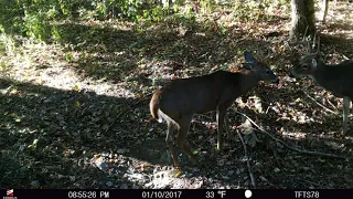 Podcast #85: Deer Movement Part 3, The Science Behind The Whitetail Rut w/ Dr. Bronson Strickland