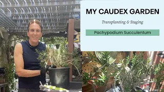 Transplanting & Staging a Pachypodium Succulentum / How to repot tips