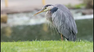 GREAT BLUE HERON | ARDEA HERODIAS | WILDLIFE | NATURE | GOLDEN GATE PARK