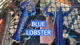 Extremely Rare Blue Lobster Caught by Fisherman