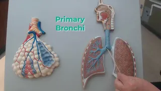 Respiratory System Model Lungs and Alveoli Review for Anatomy Practical Exam