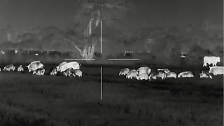 Wild Hogs are out of Control! Texas Thermal Hunting