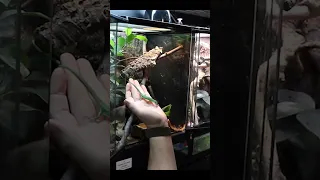 This is the BEST pet Lizard Species!