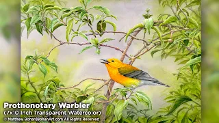 Prothonotary Warbler on Buttonbush Transparent Watercolor Painting and Time Lapse