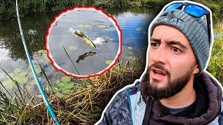 The TRUTH about PIKE FISHING