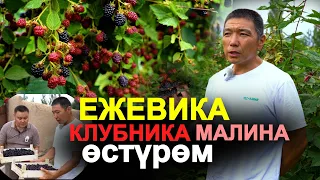 Бизнестин баарын көрүп МӨМӨ бизнесине токтолдум. 7 ГЕКТАРГА түрлүү сортторду отургузуп көрдүк.