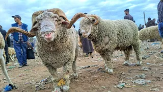 اليوم من سوق حد سوالم 2024/5/19🇲🇦 مع ثمن حولي العيد العجلات  ماعز الخير موجود أكبر حولي مستورد