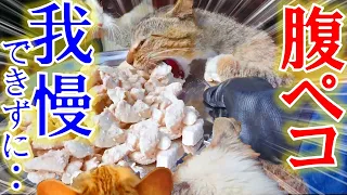 腹ペコな野良猫に餌を与えた瞬間、とんでもない光景が・・!