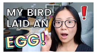MY BIRD LAID AN EGG, WHAT NOW? | Egg Binding, Egg Laying Symptoms, Problems, and What You Should Do!