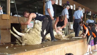 Royal  Highland Show 2014, Sheep shearing, Scottish National - Watch in HD