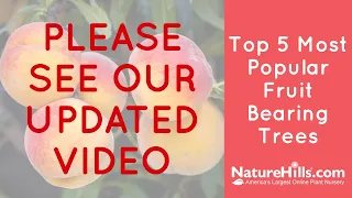 Older Video | Top 5 Most Popular Fruit Bearing Trees | NatureHills.com