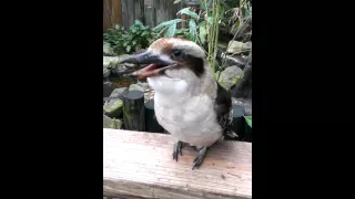 My friend the Kookaburra