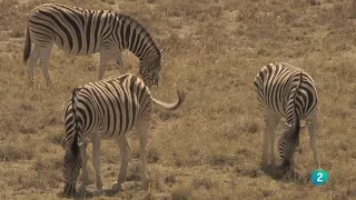 Etosha, la gran llanura blanca | Grandes Documentales