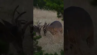 Velvet Buck Sparring Hard Horned Buck! Kansas Hunting Action #hunting #deerhunting #hunter #wildlife