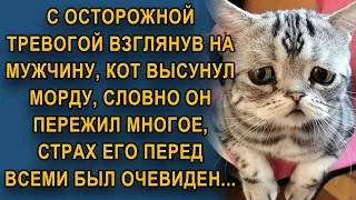 🔊Истории из жизни Настороженно поглядывая на мужика кот высунул морду, настрадался, боится всех…