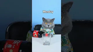 Great! Oscar Didn't Waste Drinks All Week! 😺✌| Cat TikTok Challenge #funnycat #catsoftiktok  #shorts