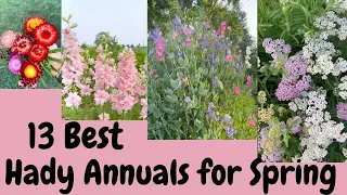 13 Best Hardy Annuals For Spring Cut Flowers| Gardening