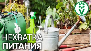 ГЛАВНАЯ ПРОБЛЕМА ВСЕХ ОГОРОДНИКОВ! Дефицит элементов питания у растений: симптомы и лечение