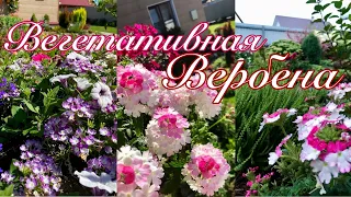 Супер цветок для вашего сада/ Мой способ сохранения и черенкования вегетативной ВЕРБЕНЫ/👍🌺🌸🌺🥰