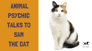 Animal Psychic Talks To Sam The Cat | Susie Shiner | Animal Communicator