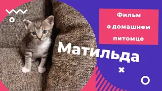 Матильда. Фильм о домашнем  питомце.