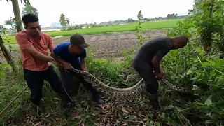 Saving the life of young man who was eaten by giant snake | King Of Hunting