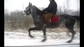 Выбор.Рысь под седлом