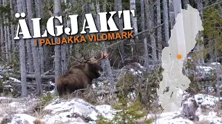 Urklipp ifrån älgjakt i Paljakka vildmark